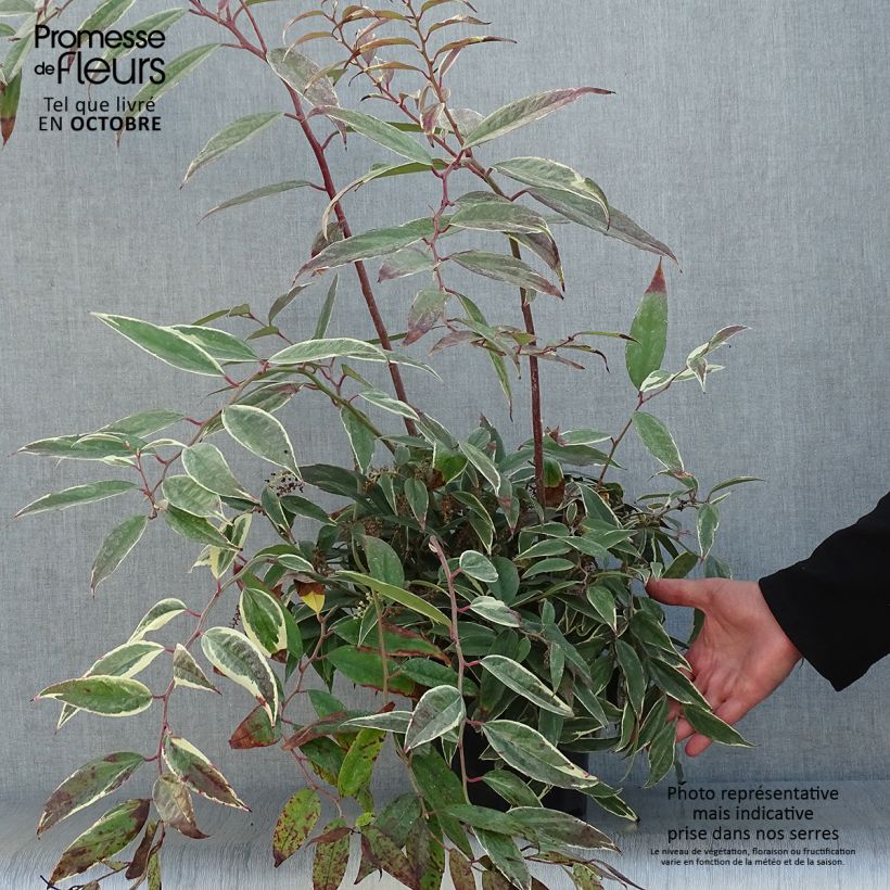 Leucothoe fontanesiana Whitewater Pot de 2L/3L sample as delivered in autumn