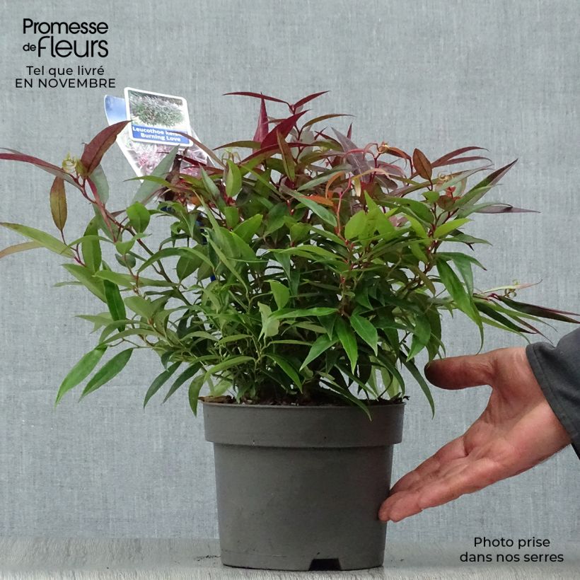 Leucothoe keiskei Burning Love Pot de 2L/3L sample as delivered in autumn