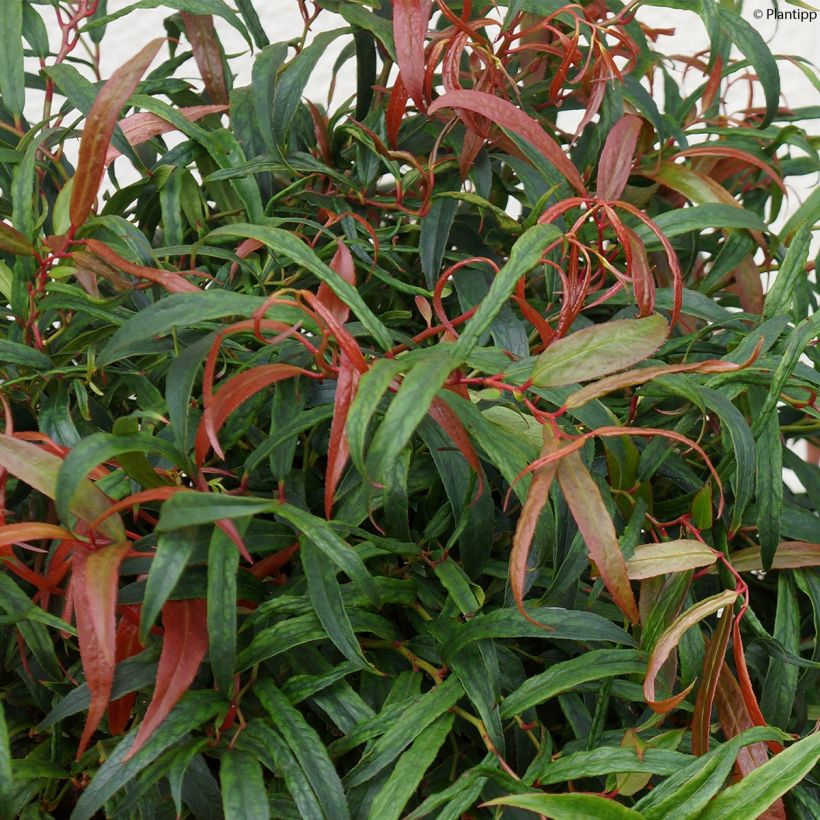 Leucothoe keiskei Halloween (Foliage)