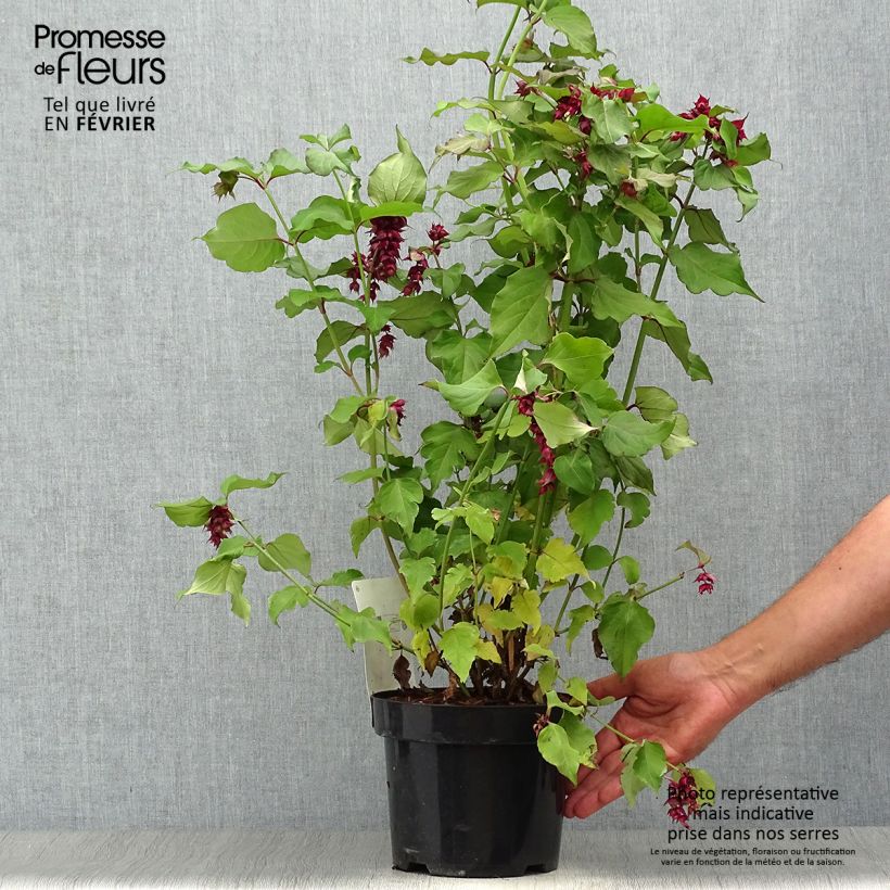 Leycesteria formosa Purple Rain 40/50cm en pot de 3L.- Arbre aux faisans sample as delivered in autumn