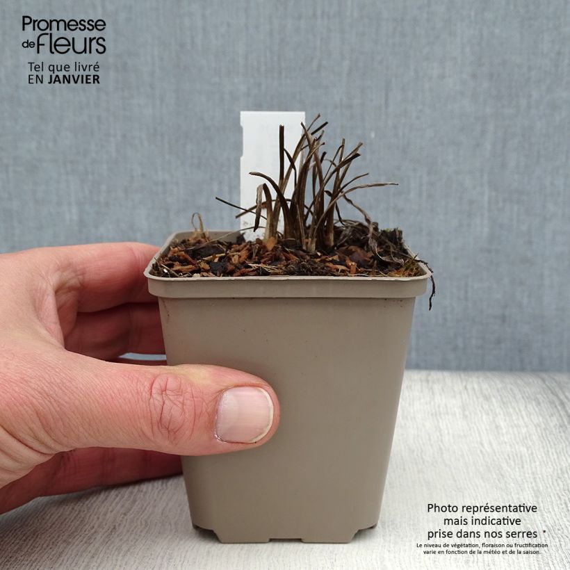 Liatris pycnostachya Godet de 8/9 cm sample as delivered in winter