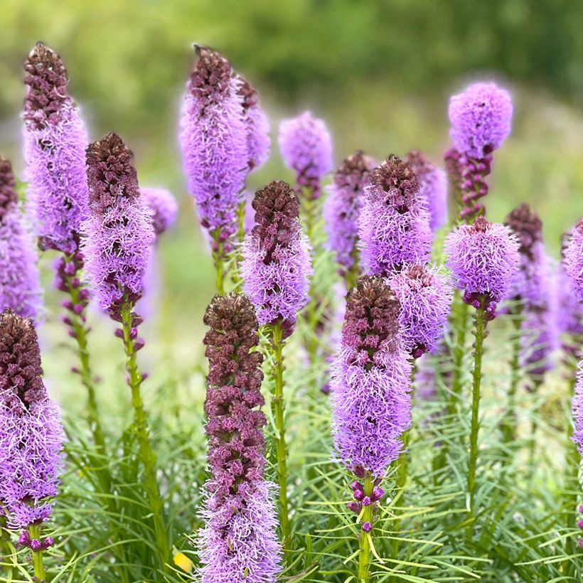 Liatris spicata (Flowering)