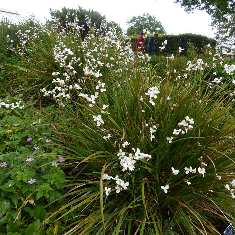 Libertia formosa (Plant habit)