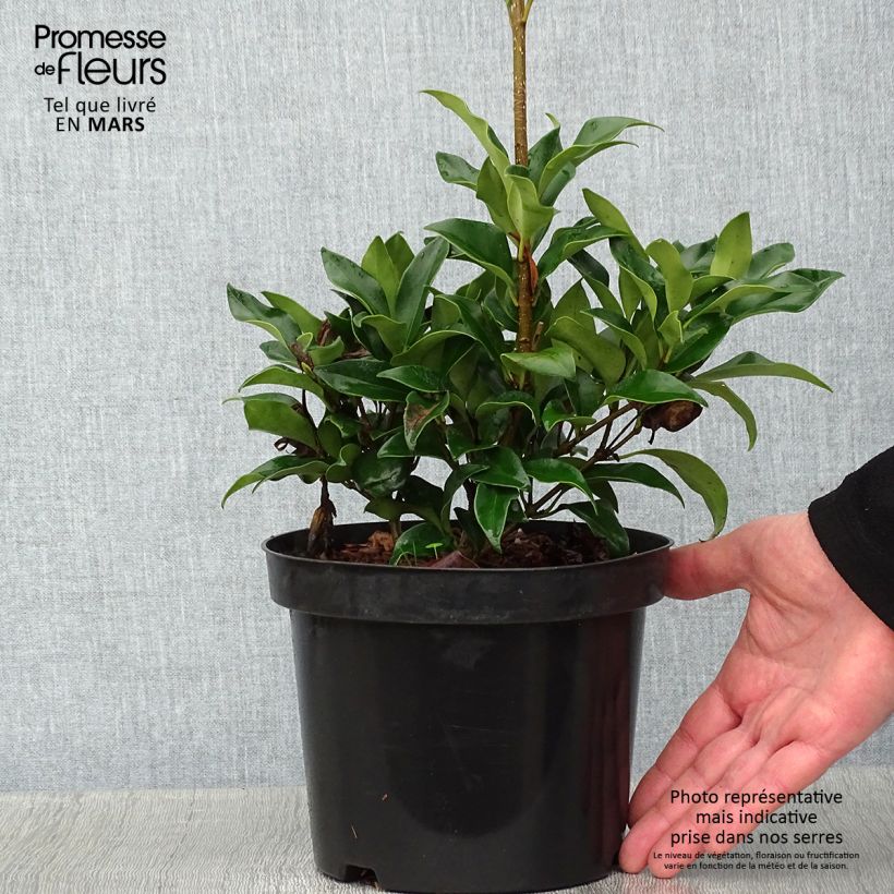 Ligustrum japonicum Green Century - Troène du Japon Pot de 2L/3L sample as delivered in winter