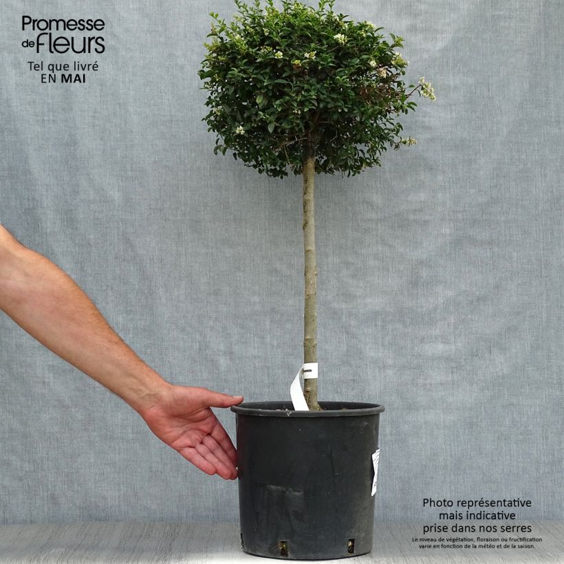 Ligustrum jonandrum - Yunnan Privet 7.5L/10L potShipped height around 70/+cm sample as delivered in spring