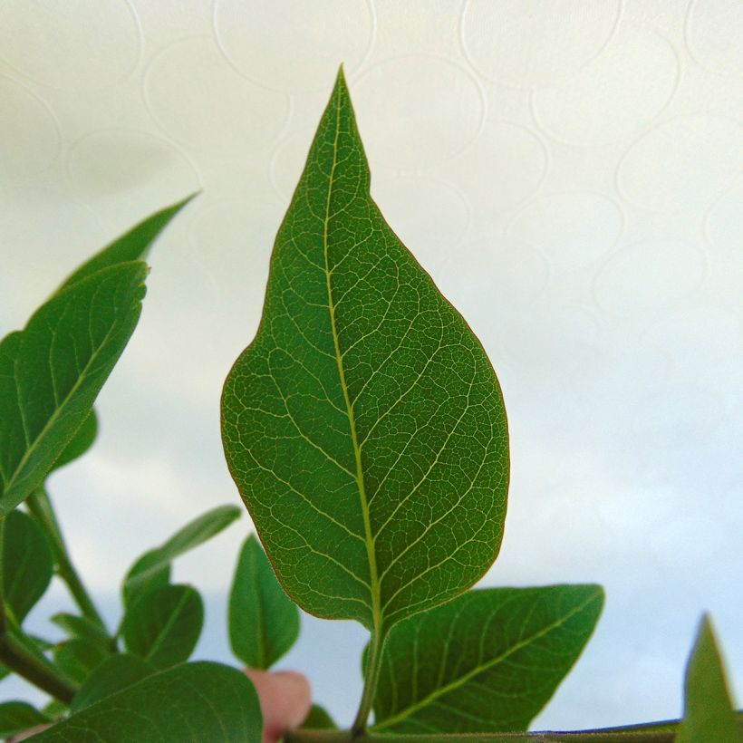 Syringa vulgaris Charles Joly - Common Lilac (Foliage)