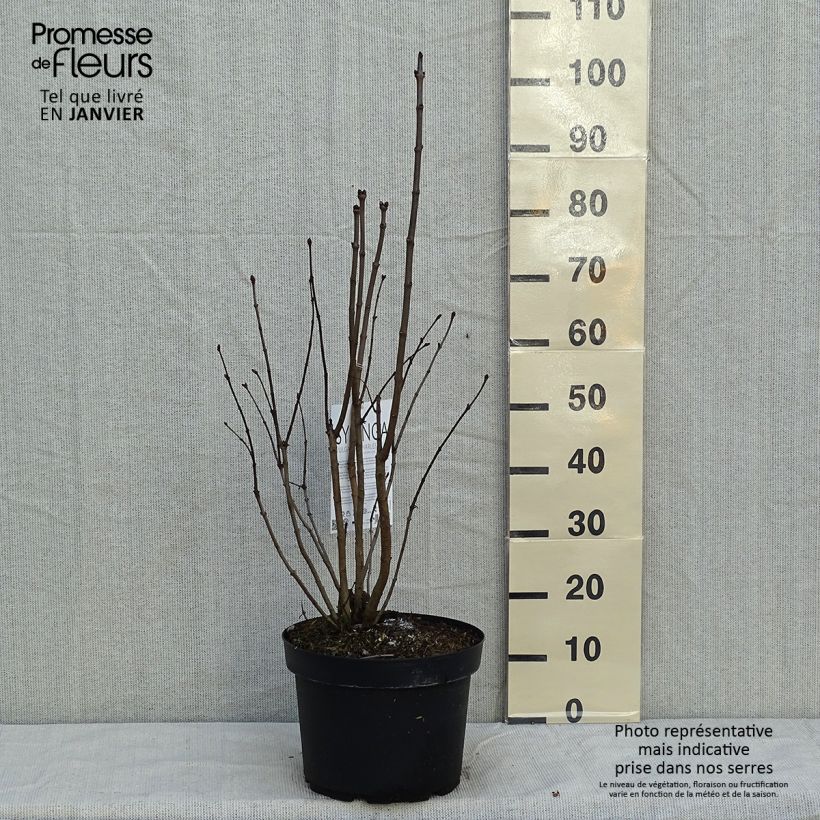 Lilas - Syringa vulgaris Charles Joly en pot de 7,5L/10L sample as delivered in winter