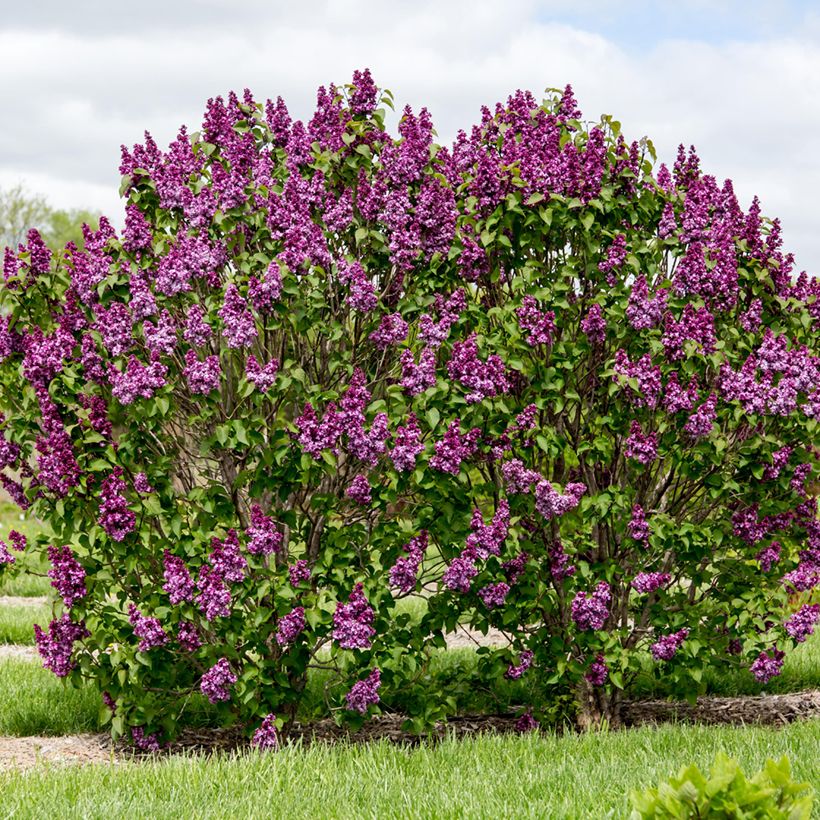 Syringa Virtual Violet - Lilac (Plant habit)