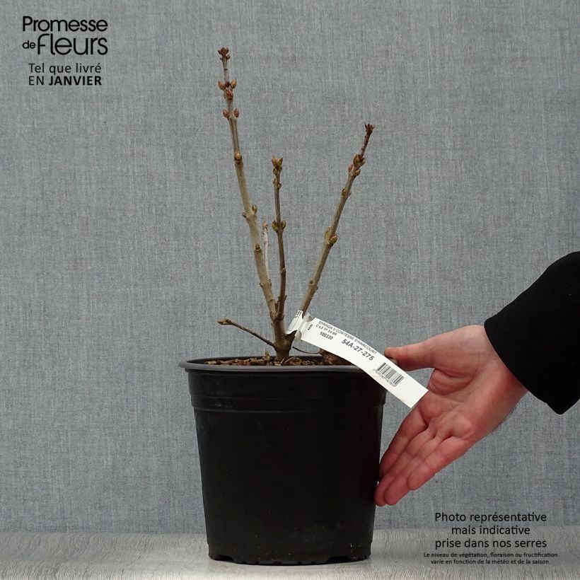 Lilas commun - Syringa vulgaris Comtesse D'harcourt Pot de 4L/5L sample as delivered in winter