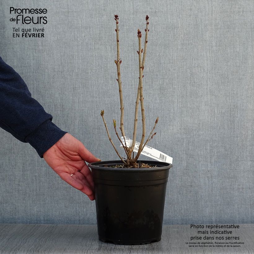 Lilas commun - Syringa vulgaris Kindy Rose en pot de 4l/5l sample as delivered in winter