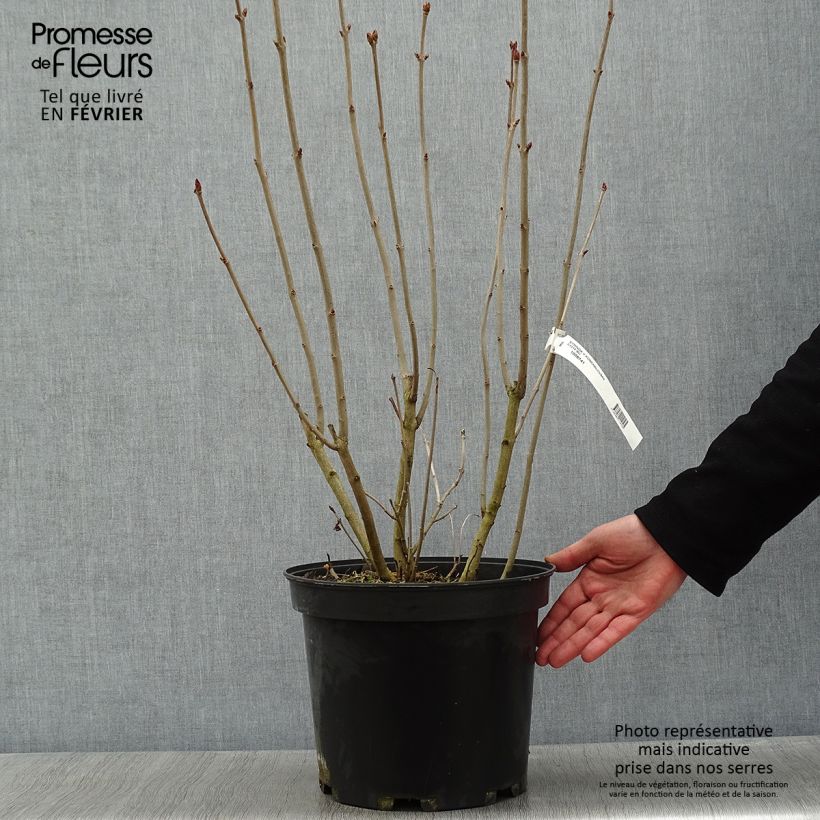 Lilas commun - Syringa vulgaris Konchalovskii en pot de 7,5l/10l sample as delivered in winter