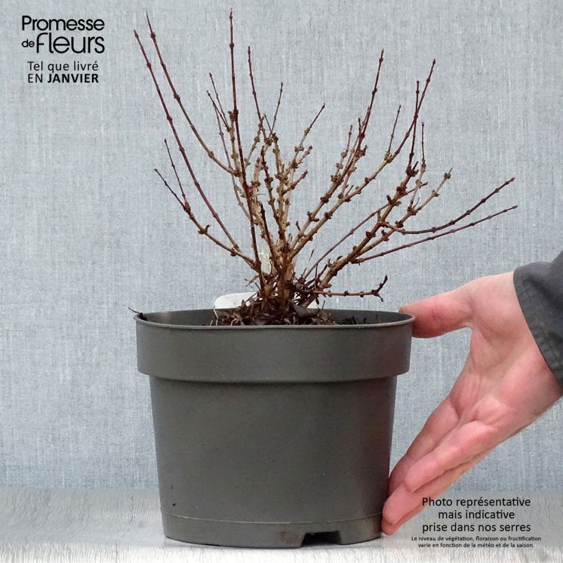 Lilas de Perse - Syringa persica Laciniata Pot de 3L/4L sample as delivered in winter