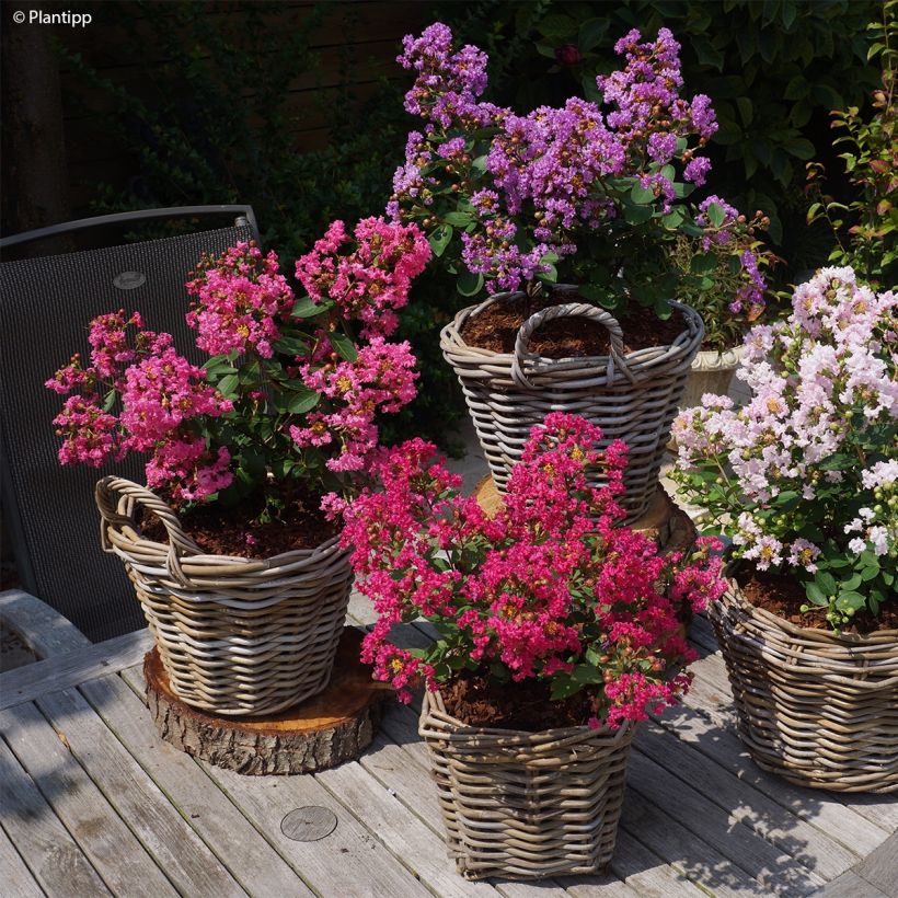 Lagerstroemia indica Girl with Love - Crape Myrtle (Plant habit)