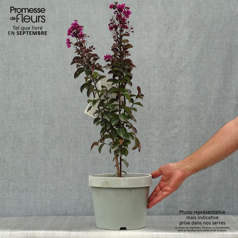 Lilas des Indes - Lagerstroemia indica Rhapsody In Blue Pot de 7.5L/10L sample as delivered in autumn