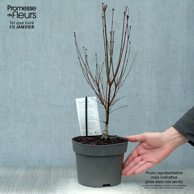 Lilas nain - Syringa meyeri Flowerfesta White Pot de 3L/4L sample as delivered in winter