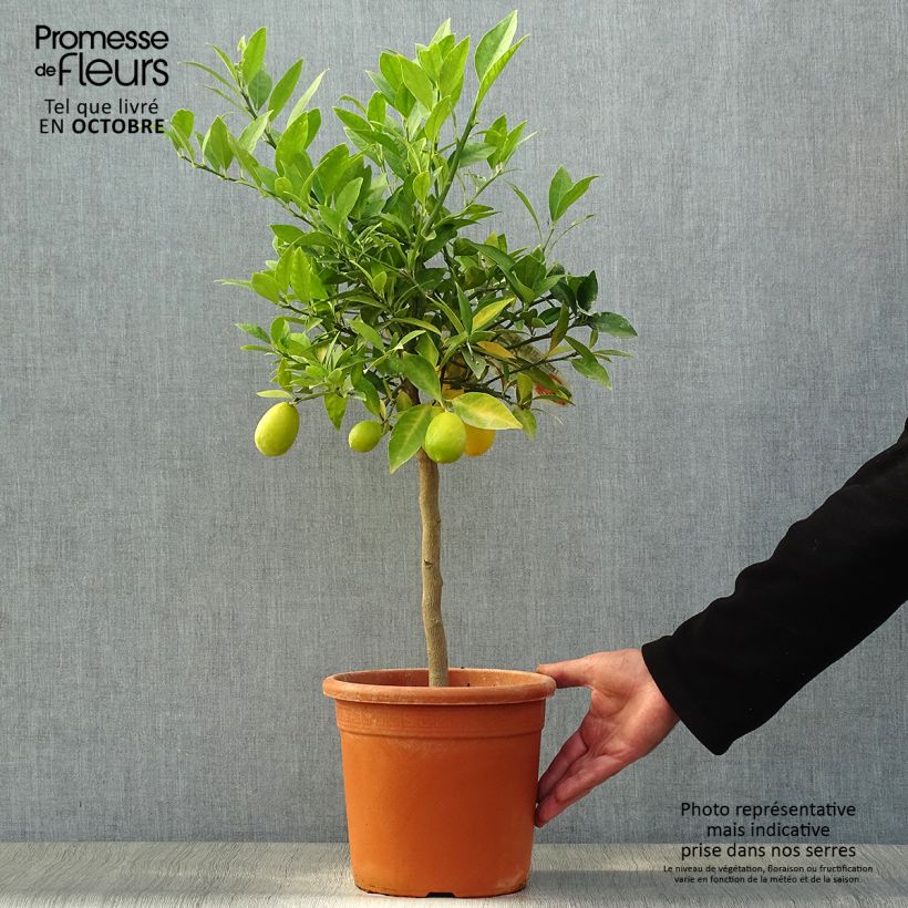 Limequat - Citrus x floridana Pot de 2L/3L sample as delivered in autumn