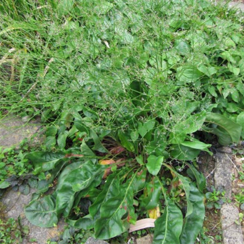 Limonium platyphyllum (Foliage)