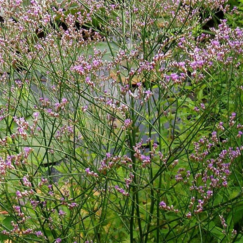 Limonium platyphyllum (Flowering)