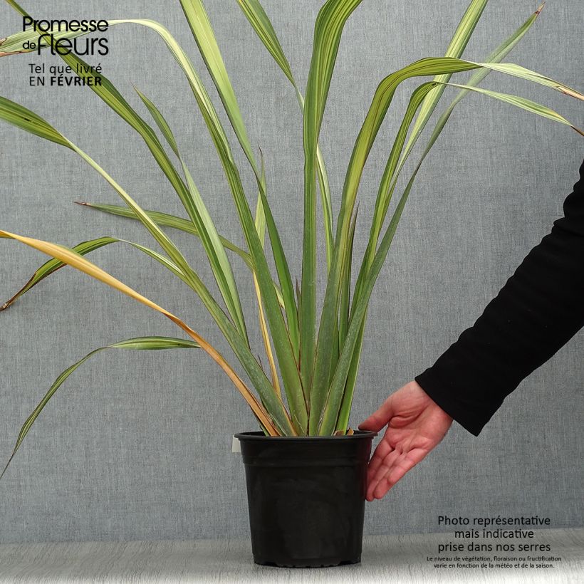 Lin de Nouvelle-Zélande - Phormium Apricot Queen Pot de 3L/4L sample as delivered in winter