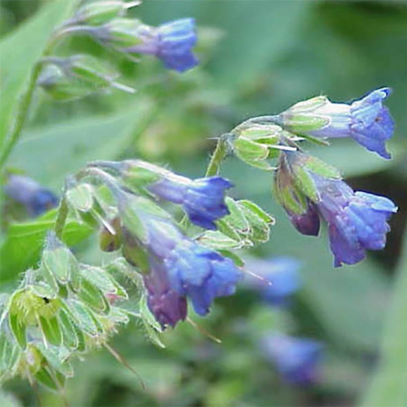 Lindelofia longiflora (Flowering)