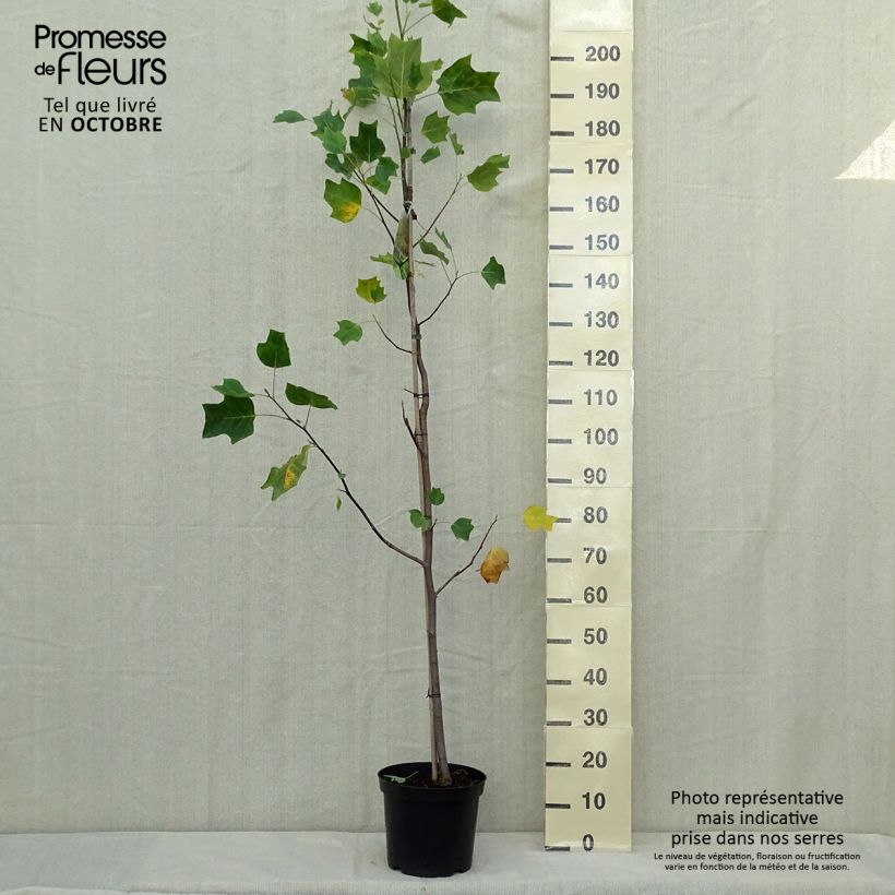 Liriodendron tulipifera Aureomarginatum en pot de 7.5/10L - Tulipier de Virginie sample as delivered in autumn