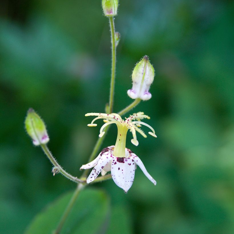 Tricyrtis macropoda - Toad Lily (Flowering)