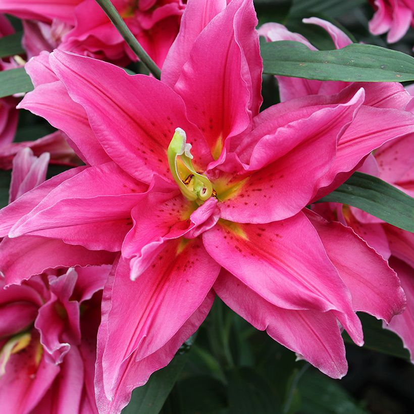 Lilium Roselily Elena - Lily (Flowering)