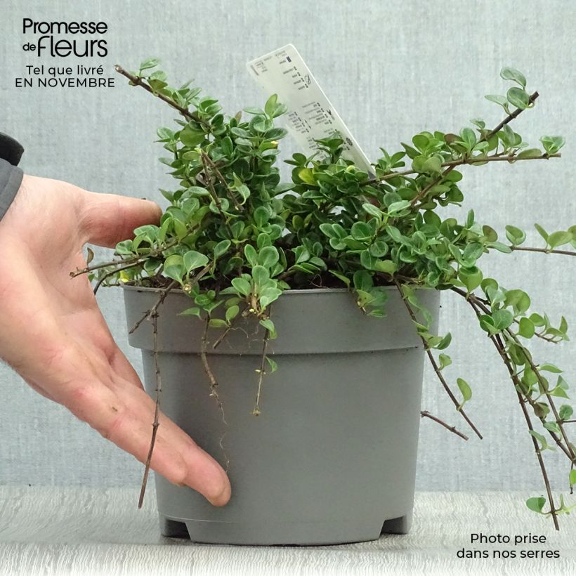 Chèvrefeuille rampant Little Honey - Lonicera crassifolia Pot de 2L/3L sample as delivered in autumn