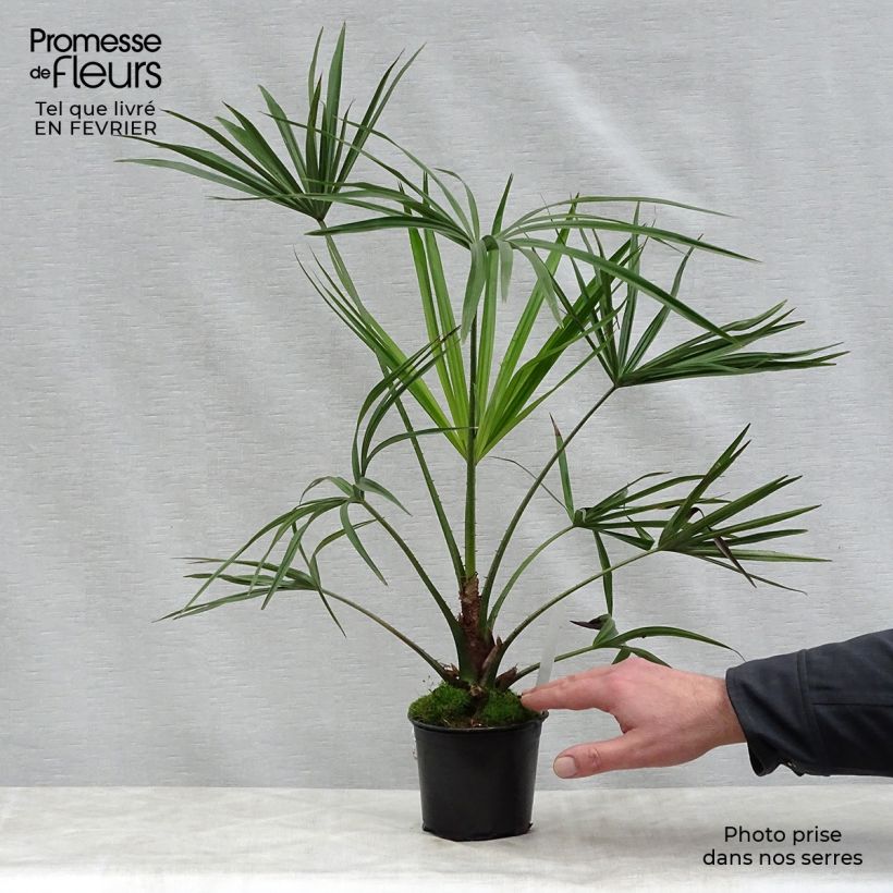 Livistona benthamii - Palmier de Bentham Pot de 12 cm sample as delivered in winter