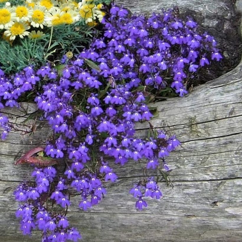 Lobelia erinus Crystal Palace (Flowering)