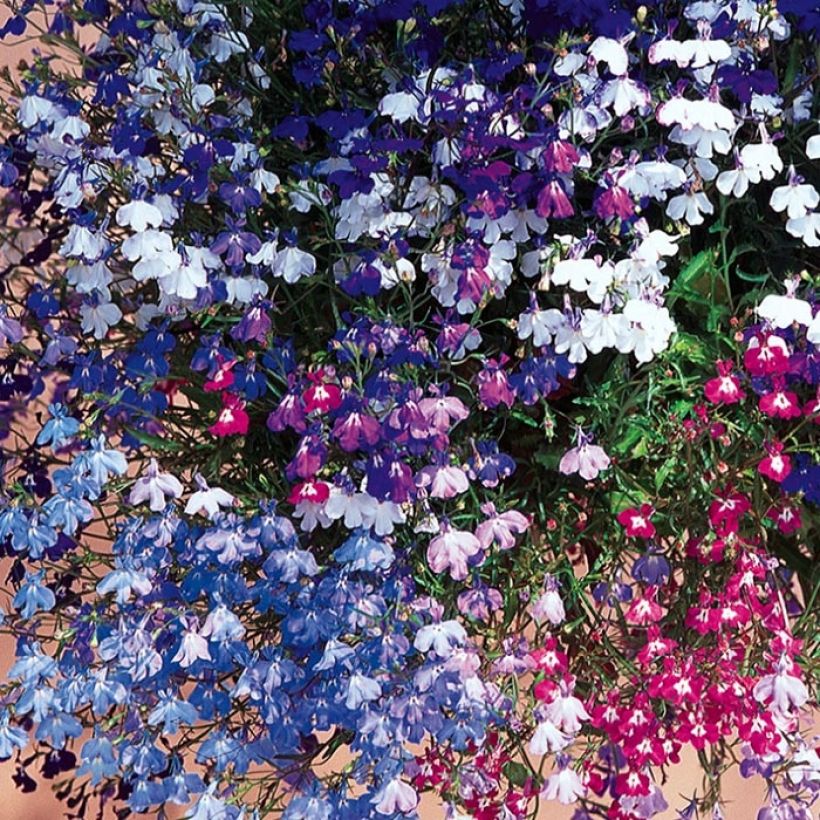 Lobelia erinus pendula Regatta Mix (Flowering)