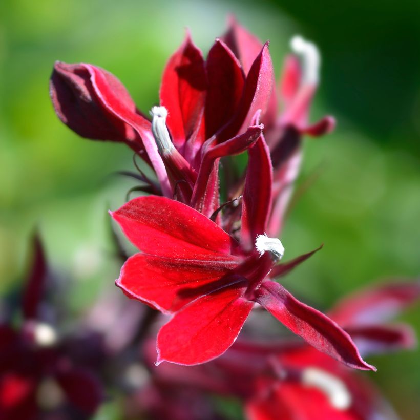 Lobelia speciosa Fan Scharlach (Flowering)