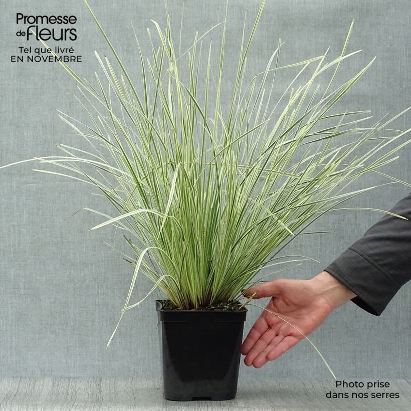 Lomandra White Sands Pot de 2L/3L sample as delivered in autumn