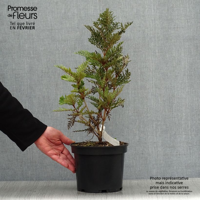 Lomatia ferruginea - Lomatie ferrugineuse Pot de 3L/4L sample as delivered in winter