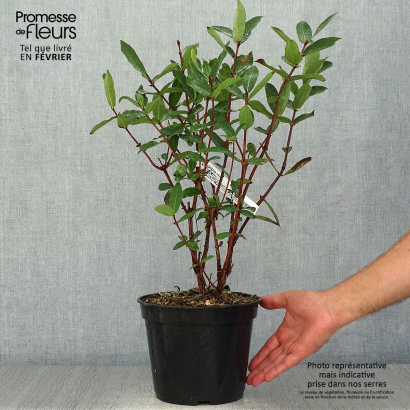 Lonicera caerulea Boreal Beauty - camérisier bleu Pot de 3L/4L sample as delivered in autumn