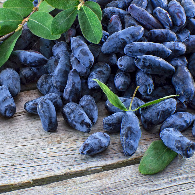 Lonicera caerulea Strawberry Sensation - Honeyberry (Harvest)