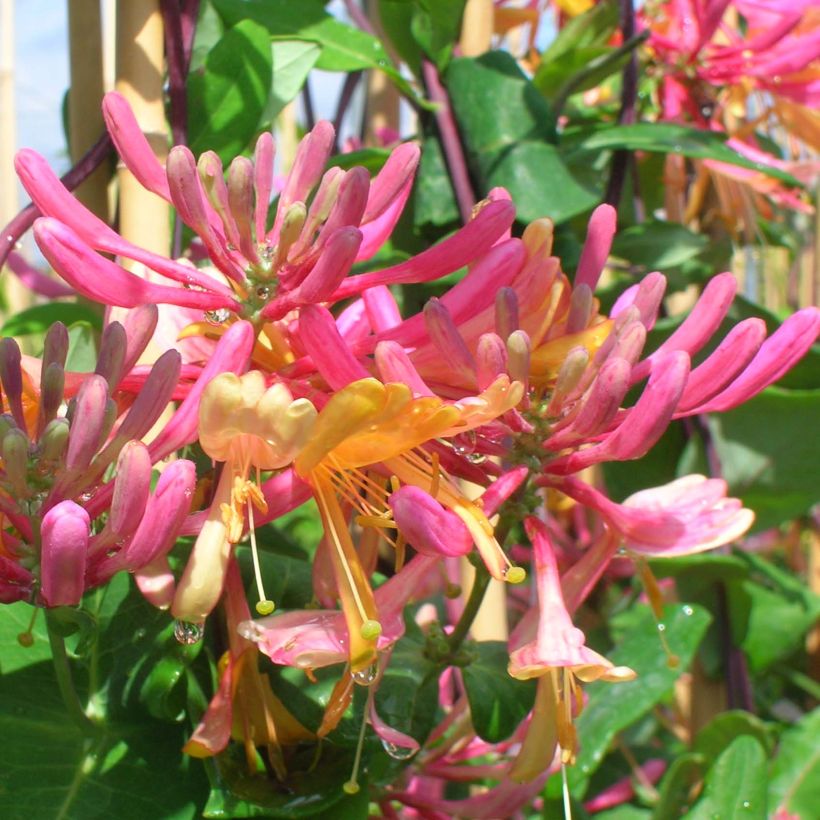 Lonicera x heckrottii American Beauty (Flowering)