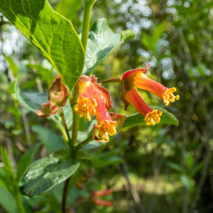 Lonicera involucrata var. ledebourii  (Flowering)