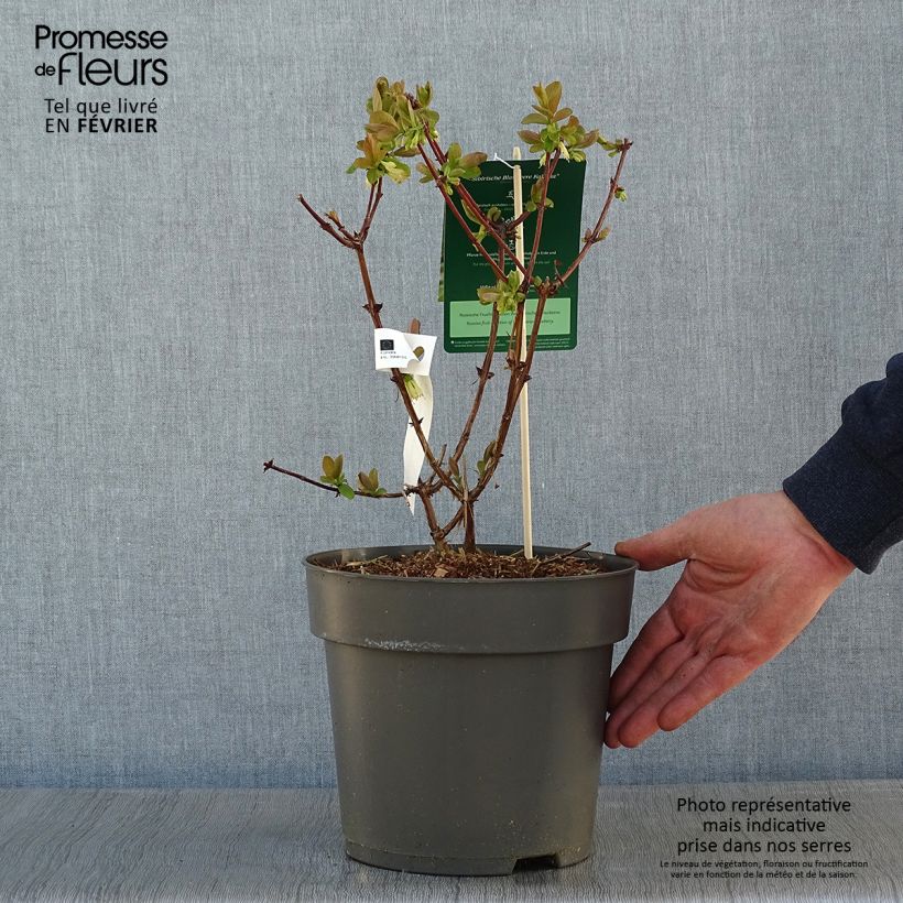 Lonicera kamtschatica Kalinka - Baie de mai Pot de 4L/5L sample as delivered in winter