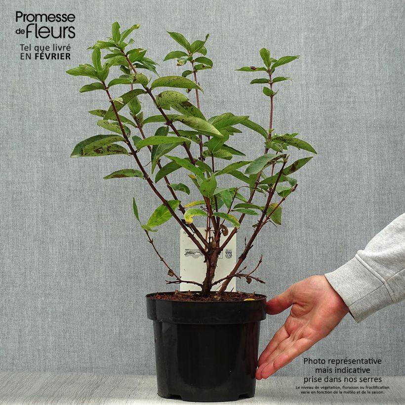 Lonicera kamtschatica Sweet Myberry - Baie de mai Pot de 3L/4L sample as delivered in autumn