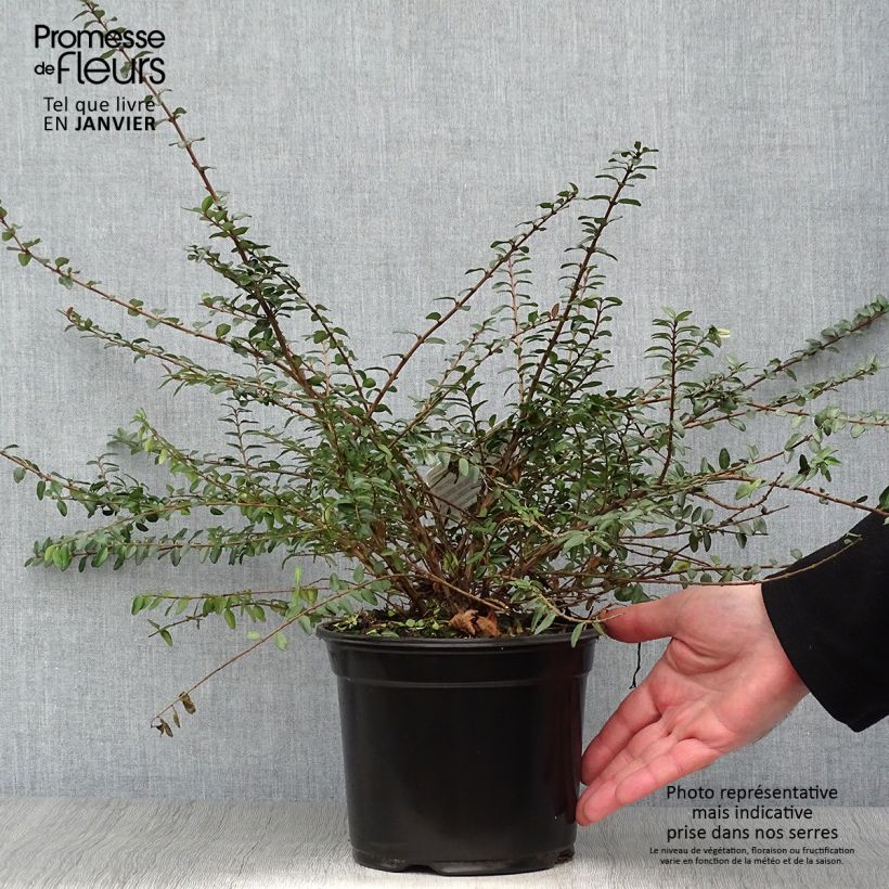 Lonicera nitida Hohenheimer Findling en pot de 1L/1.5L sample as delivered in winter