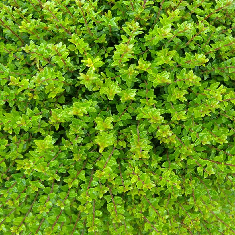 Lonicera nitida Tidy Tips - Box Honeysuckle (Foliage)