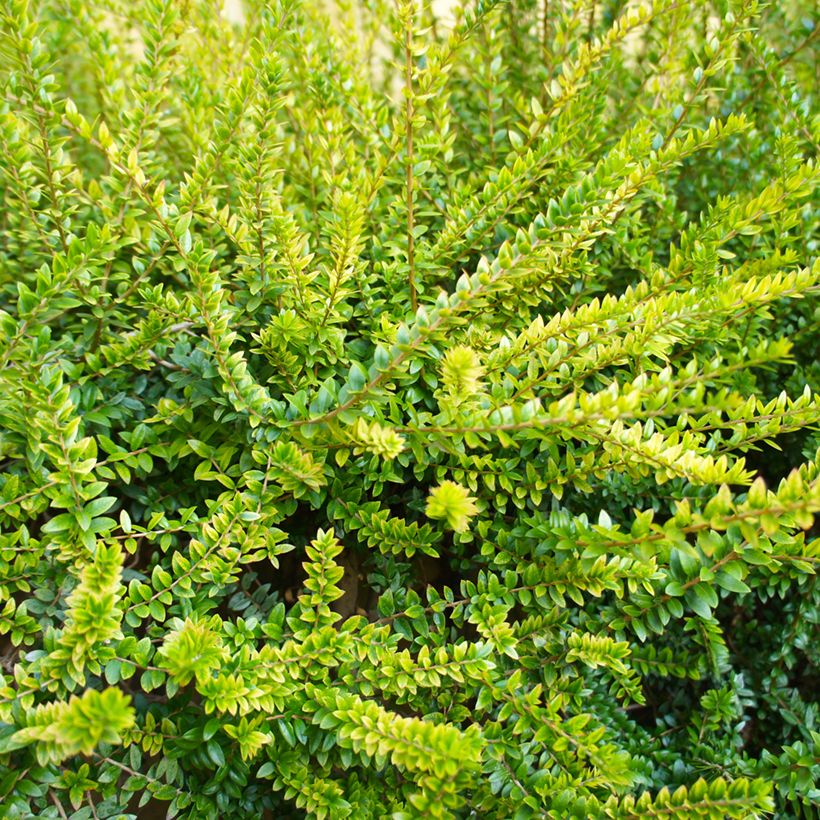 Lonicera nitida Twiggy - Box Honeysuckle (Foliage)