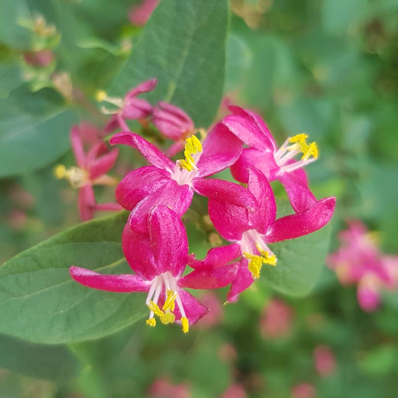 Lonicera tatarica Arnold Red - Tatarian Honeysuckle (Flowering)