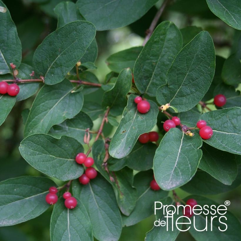 Lonicera tatarica Rosea - Tatarian Honeysuckle (Foliage)