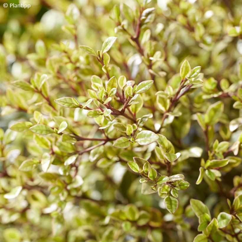 Lophomyrtus x ralphii Golden dragon® (Foliage)