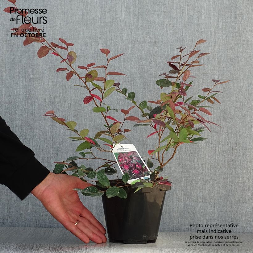 Loropetalum chinense Fire dance en pot de 2L/3L sample as delivered in autumn