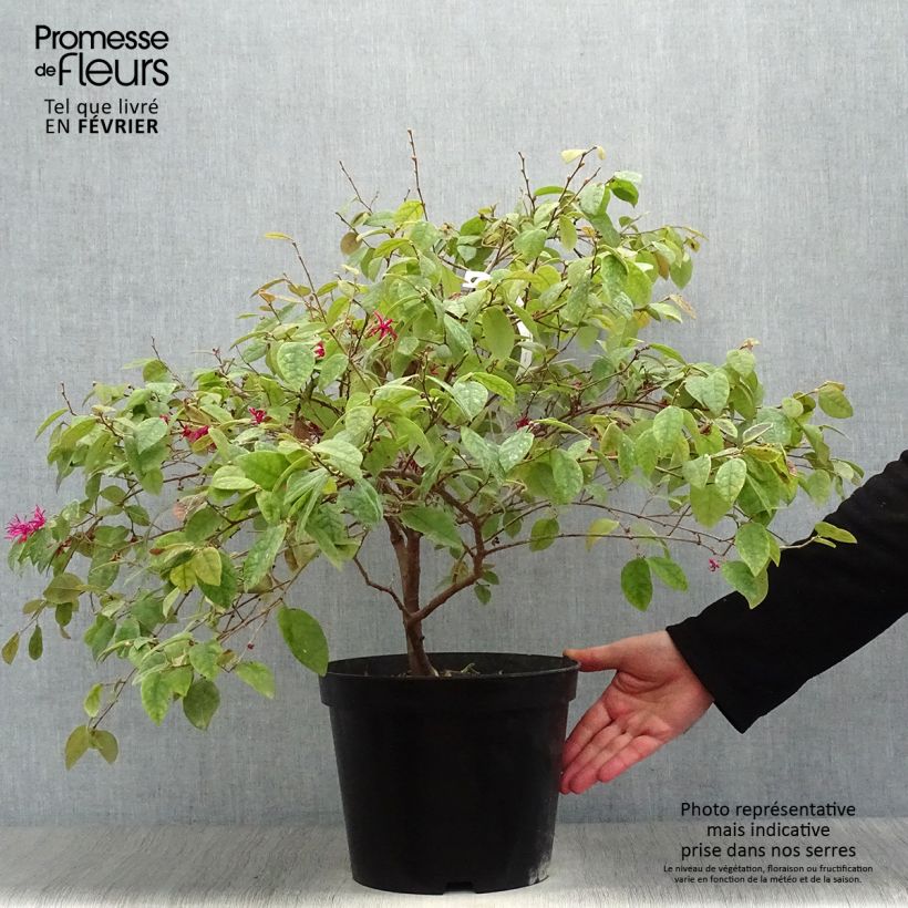 Loropetalum chinense Ming Dynasty Pot de 6L sample as delivered in winter