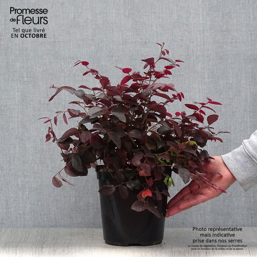 Loropetalum chinense Pipa's Red Pot de 2L/3L sample as delivered in autumn