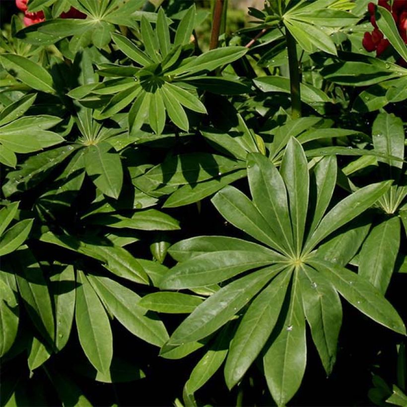 Lupinus polyphyllus Purple Emperor - Large-leaved Lupine (Foliage)